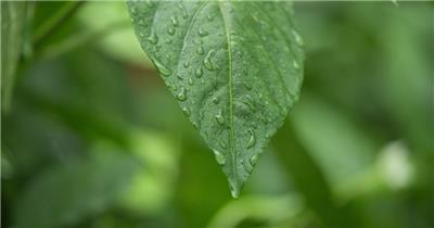 阴天下雨滴水滴树叶微距特写