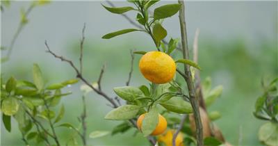 农村阴天下雨梅雨橘子树滴水