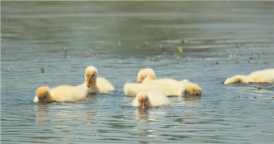刚出生的散养小鹅苗在水里觅食