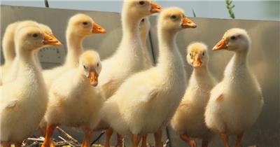 农村刚出生的散养小绒鹅土鹅