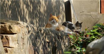 春天公园里两只流浪猫午休