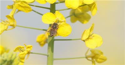 春天油菜花田里蜜蜂正在采蜜