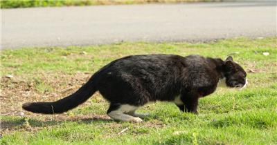 一只雄性成年黑色流浪猫黑猫