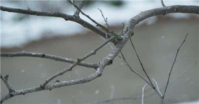 冬天冬季鹅毛大雪下雪树枝