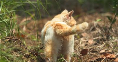 春天草丛里流浪猫橘猫尾巴