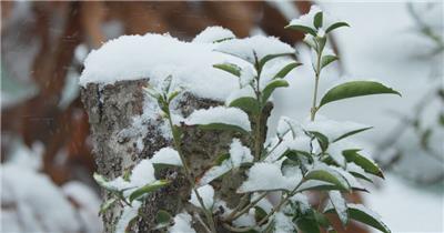 冬天下雪白雪皑皑树桩积雪