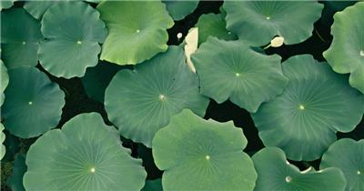 荷叶荷花莲蓬池塘无人机航拍