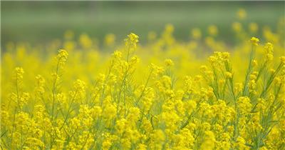 春天田野立油菜花盛开升格