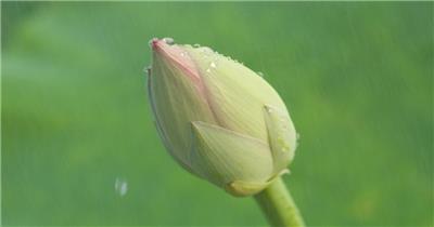 下雨水滋润含苞待放粉色荷花蕾