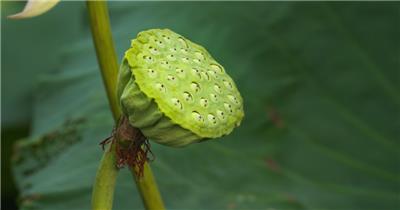 莲蓬莲子莲藕荷叶荷花特写