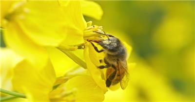 蜜蜂油菜花采蜜慢镜头慢动作升格