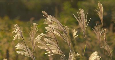 夕阳光照在芦苇芒荻上唯美