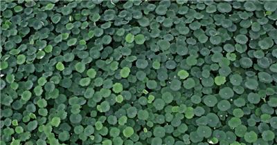 无人机航拍俯视鸟瞰荷花荷叶