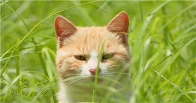 春天草丛中一只可爱猫咪橘猫