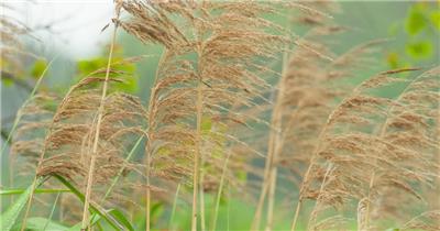农村河边的芦苇随着微风摇摆