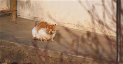 秋天下午农村一只流浪猫休息