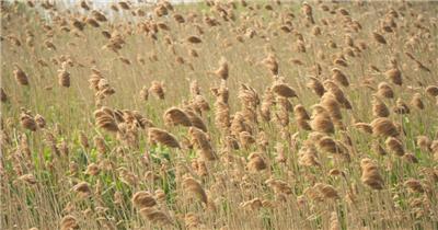 秋天河边一大片芦苇丛随风摇摆