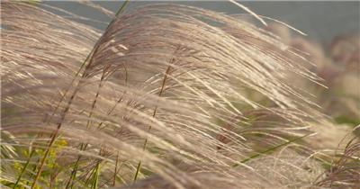 秋天河边芦苇丛芒荻微风升格