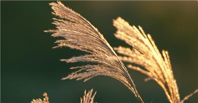 夕阳下芦苇芒荻唯美电影感