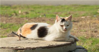 春天流浪猫花猫坐在井盖上