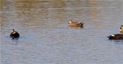 秋天夕阳下天然野生斑嘴鸭子