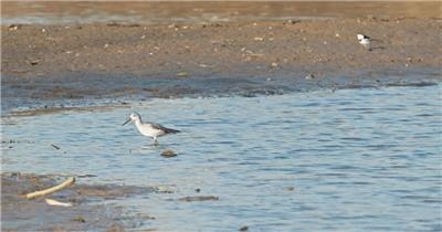 沼泽湿地觅食小鸟草鹬鸻白鹡鸰