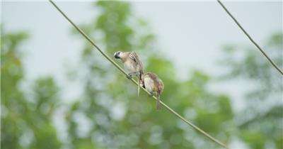 春天清晨阴天一对小鸟白头鹎