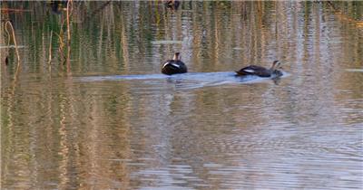秋天池塘湿地野生斑嘴鸭子