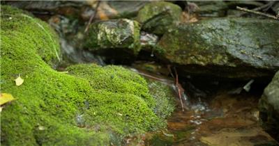 春天森林山间小溪泉水青苔藓
