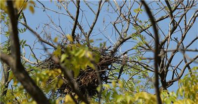 秋天森林树枝小鸟巢穴灰喜鹊