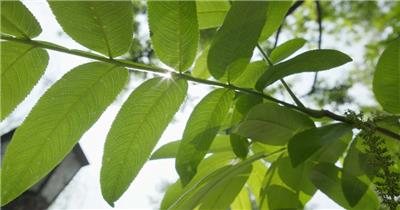 春天森林树叶阳光逆光星芒