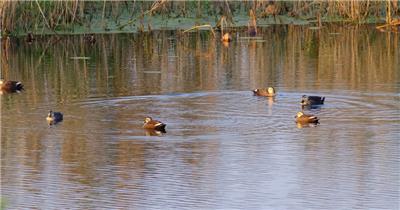 秋天湿地沼泽池塘野生斑嘴鸭子