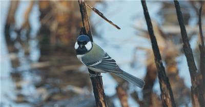 秋天小鸟芦苇丛觅食远东山雀
