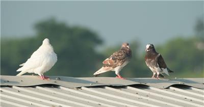 夏天屋顶农民饲养的肉鸽子
