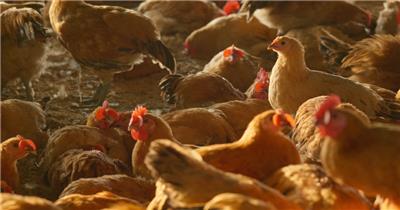 农村养鸡场鸡群戴着红色塑料片