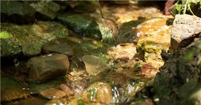 春天山泉水小溪流潺潺流水苔藓