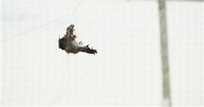 农村被防护网缠住死掉的小鸟