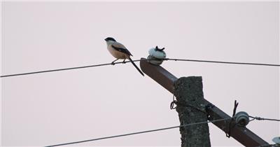 秋天傍晚电线杆上小鸟棕背伯劳