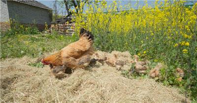 刚出生的小鸡仔鸡苗干草堆觅食