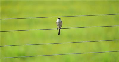 夏天农村电线上小鸟棕背伯劳