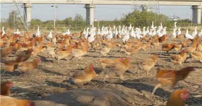 农村乡村散养鸡鸭鹅奔跑三农
