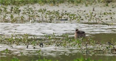 沼泽湿地河流富营养化小䴙䴘