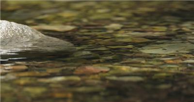 春天清澈山泉水潺潺溪流鹅卵石