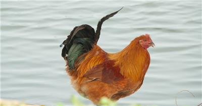 散养放养大公鸡家禽土鸡羽毛