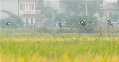 秋天农村庄稼水稻田野喜鹊