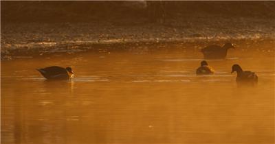 清晨凌晨池塘沼泽湿地黑水鸡