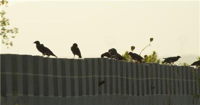 夕阳下城墙上一群八哥乌鸦