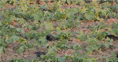 八哥鸟乌鸦偷吃农民种植蔬菜