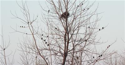 冬天农村树枝头一群八哥鸟