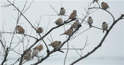 冬天枯树枝头一群麻雀小鸟